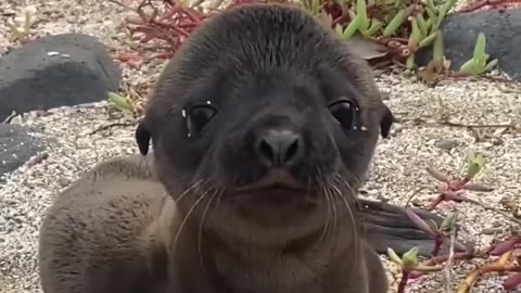 The cute sound of the baby seal😍❤