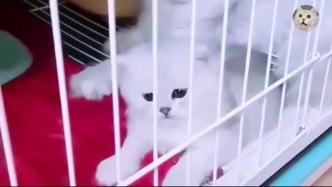 Adorable Cute Cat video | Cute Kitten Cats Video | Little Cat | Love Cute Cat