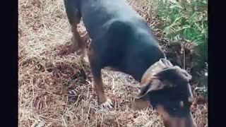 Purebred dog FERAL RABBIT hunting