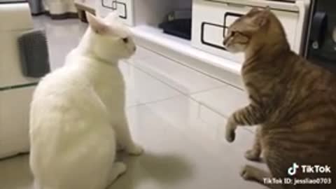 TALKING CATS.!! FUNNY VIDEO..!