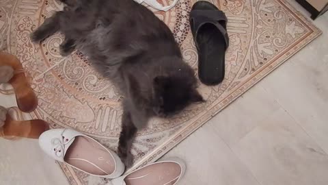 Maine Coon playing with slippers