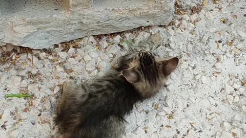 Two Kitty Playing Near A Hollow Block