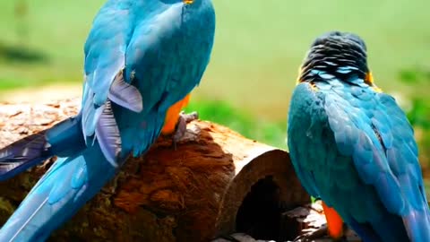 Two Parrots 🦜 Playing Together ll