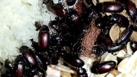 witch doctor beetles eat bread (life of witch doctor beetles)