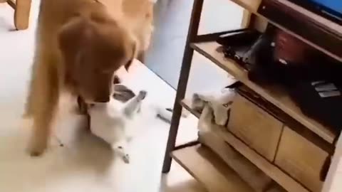 cat and dog funny#cats#dogs#funny#catvideos#dogvideo#doglovers#catvideo