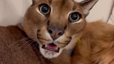 Pumba the caracal protecting cat