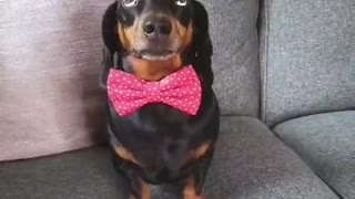 Dachshund Balances Bagels on Head