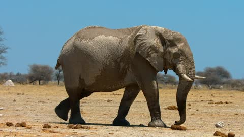 What is the African elephant?