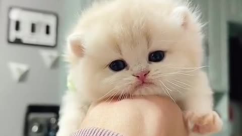 Cute cat