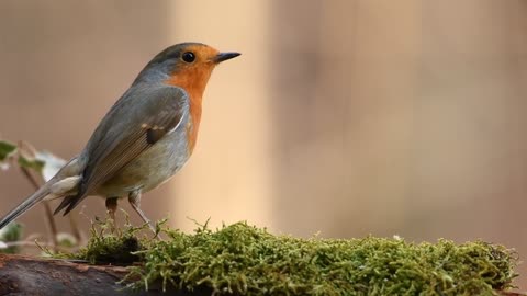 Robin, Bird, Forest video