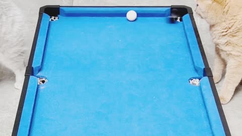 Cats Playing Snooker