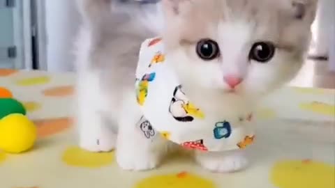 Cute cat