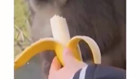 Gorilla tired of people making funny of him with banana 🍌 🦍
