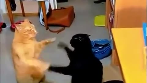 Funny cats playing with their hands