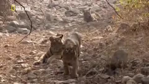 National Geographic Documentary Tigers Revenge Wildlife Animal