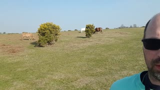 Stopped to here to film and take pictures of the wild ponies