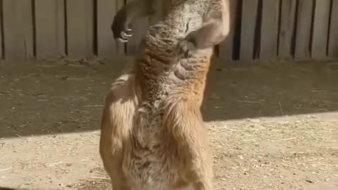Funny video kangaroo
