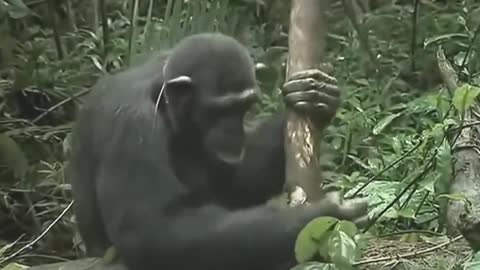 National Geographic Documentary - The Magic of Chimpanzee - Animals Wildliffe