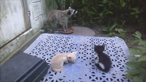 Kitten vs. Raccoon