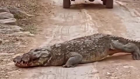 crocodile, Wildlife is in closer view with a natural perspective.