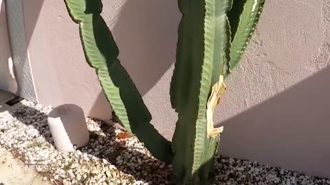 Police are sharpening their focus on two thieves who stole a cactus from a western suburbs store.