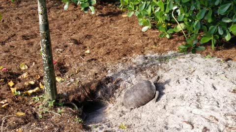 Florida Gopher Turtle