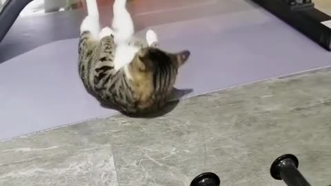 😂👉🐱💪The cat likes to play sports