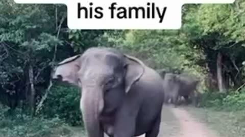 Elephant defended his family from safari tourists