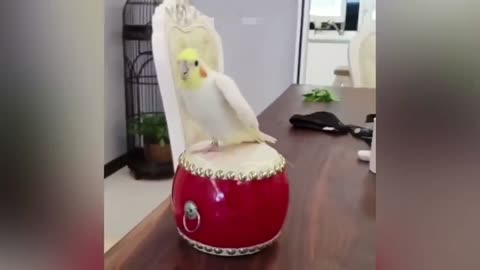 FUNNY - PARROT TALKING