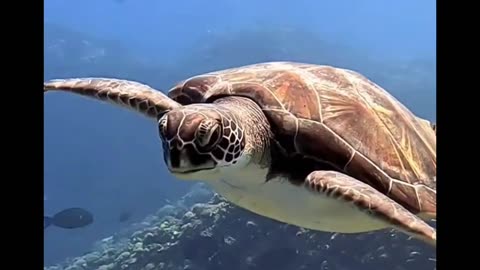 Cute Turtle coming to say hi 😍🥰