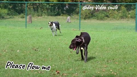 Dog video Funny dog sort video