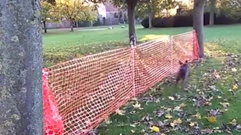 Dog Chases Toy In A Circle