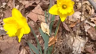 Wild Daffodils