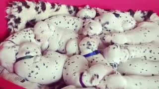 Giant litter of Dalmatian puppies preciously nap together