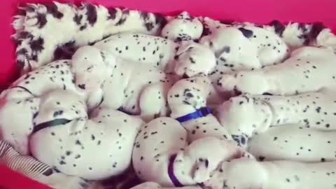 Giant litter of Dalmatian puppies preciously nap together