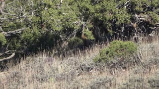 Bobcat in the Wyoming Juniper Forest