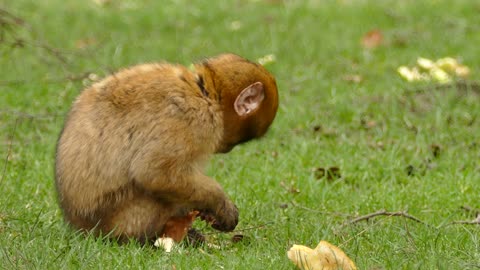 Macaque enjoys eating a banana
