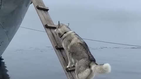 200 IQ Husky climbs ladder to board boat