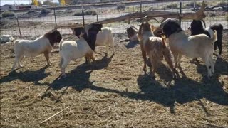 Goats Sharpening Their Horns