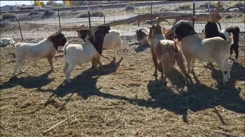 Goats Sharpening Their Horns
