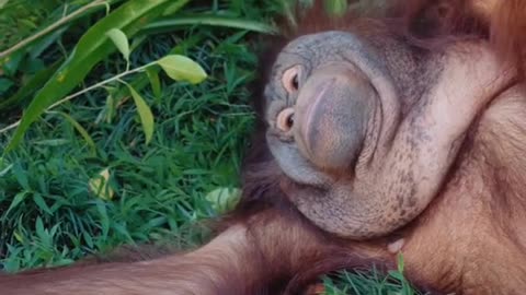 Orangutan with red hair