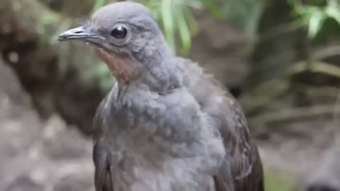 Amazing bird sounds from the Lyrebird | The bird can copy the sound | The best song bird