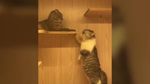 funny cat memes - opera master cat funny video