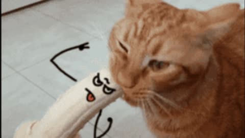 Gif video of cat eating a banana