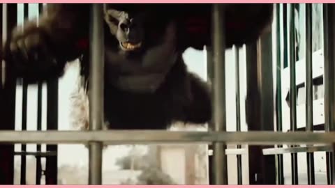 Gorilla Comedy 🤗😂
