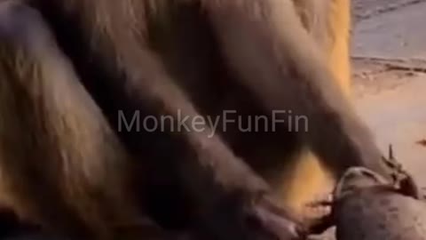 Crazy monkey Teasing A Frog Amazingly