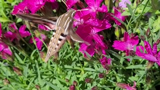 Hummingbird Moth Going From Flower To Flower