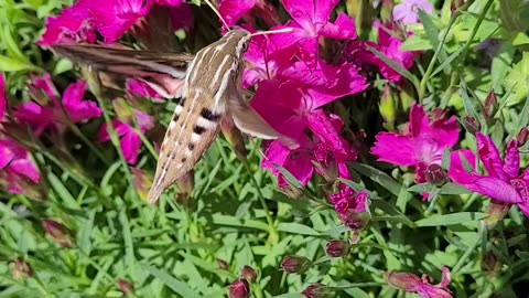 Hummingbird Moth Going From Flower To Flower