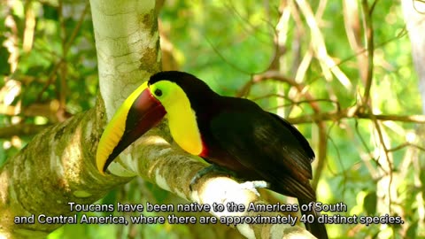 Interesting facts about Toucan