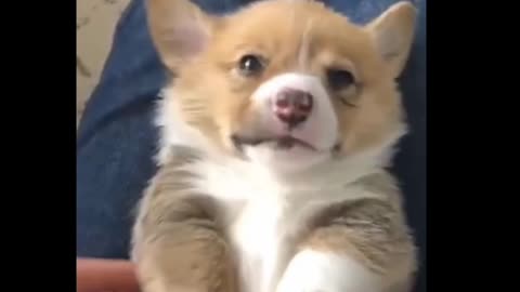 So cute puppies video 2021 🐶 . funny sound